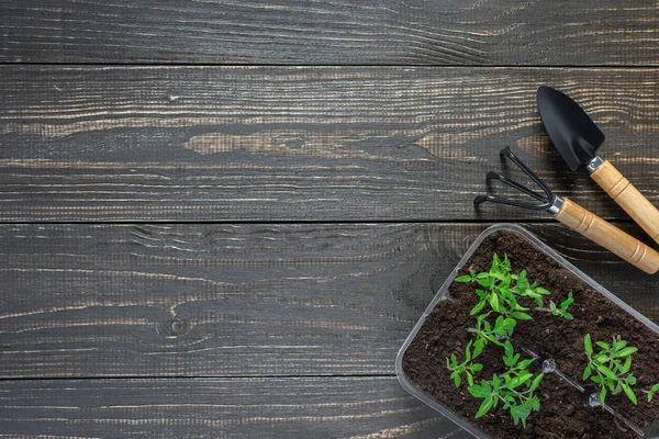 Pots aux jeunes pousses de tomate — Photo