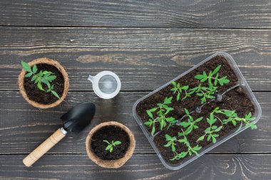 Genç domates filizi ile çevre dostu tencere