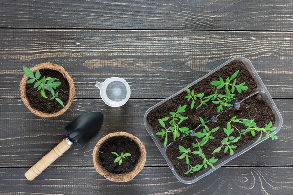 Macetas ecológicas con brotes de tomate jóvenes —  Fotos de Stock