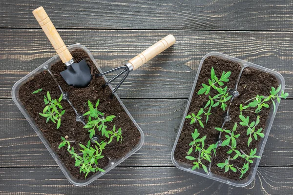 Pots with young tomato sprouts — Stock Photo, Image