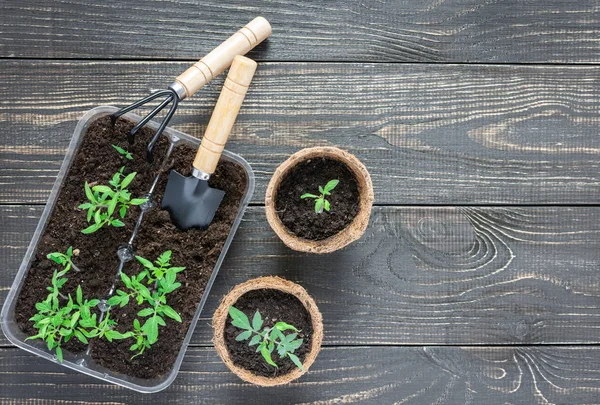 Pots écologiques avec semis — Photo