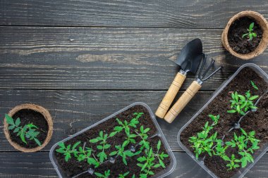 Genç domates filizi ile çevre dostu tencere