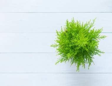 Bitki Cupressus Goldcrest Wilma izole