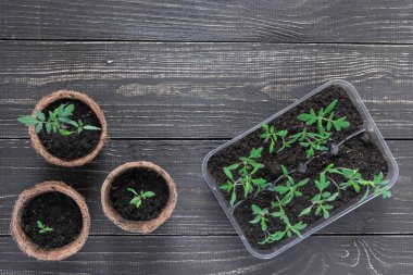 Genç domates filizi ile çevre dostu tencere