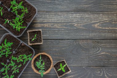 Genç domates filizi ile çevre dostu tencere