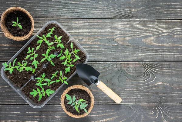 Macetas ecológicas con brotes de tomate jóvenes — Foto de Stock