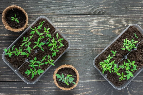 Miljövänliga krukor med unga tomat groddar — Stockfoto