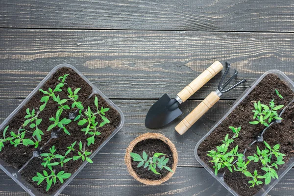 Pots écologiques avec jeunes pousses de tomate — Photo