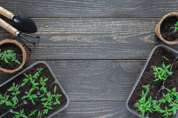 Potes ecológicos com brotos de tomate jovens — Fotografia de Stock