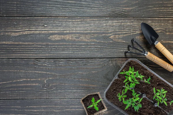 Eco vriendelijke potten met jonge tomaten spruiten — Stockfoto