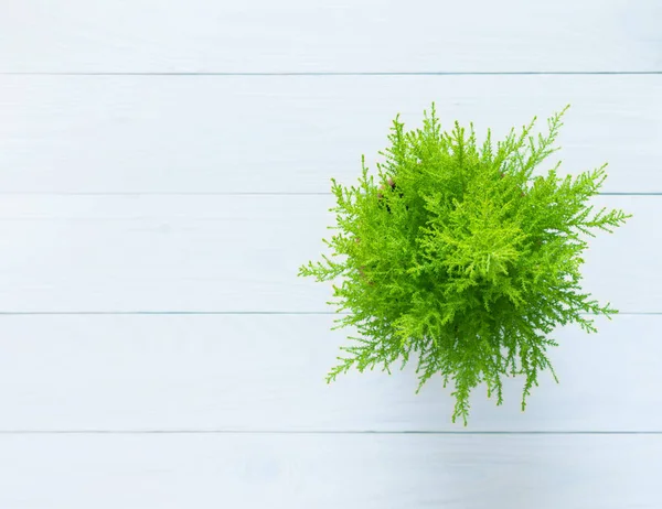 Bitki Cupressus Goldcrest Wilma izole