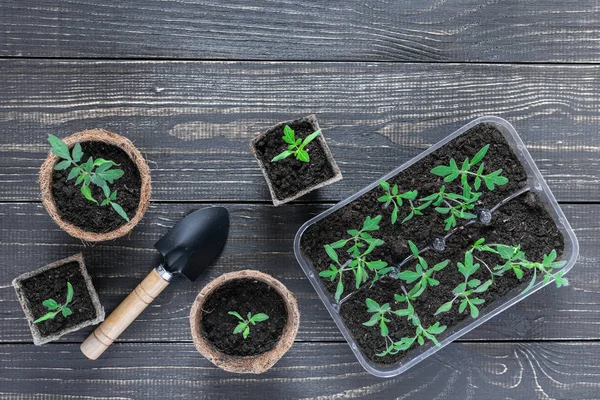 Potes ecológicos com brotos de tomate jovens — Fotografia de Stock