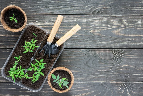 Pots écologiques avec semis — Photo