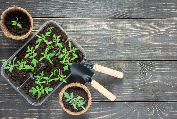 Ollas ecológicas con plántulas — Foto de Stock