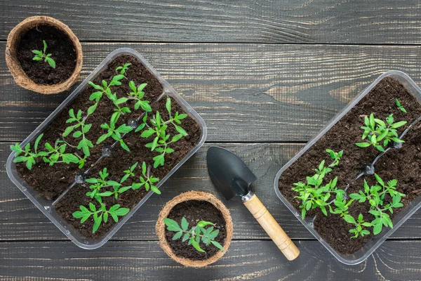 Miljövänliga krukor med unga tomat groddar — Stockfoto