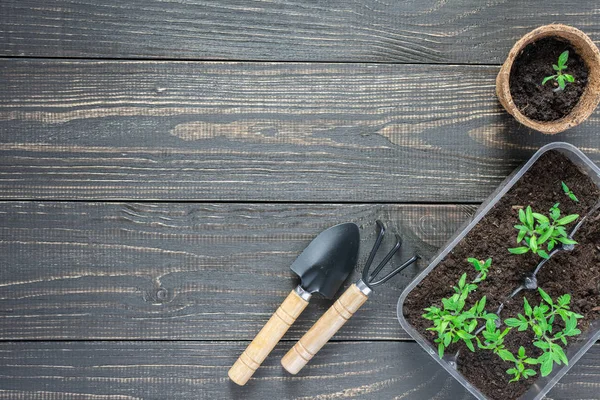 Macetas ecológicas con brotes de tomate jóvenes — Foto de Stock