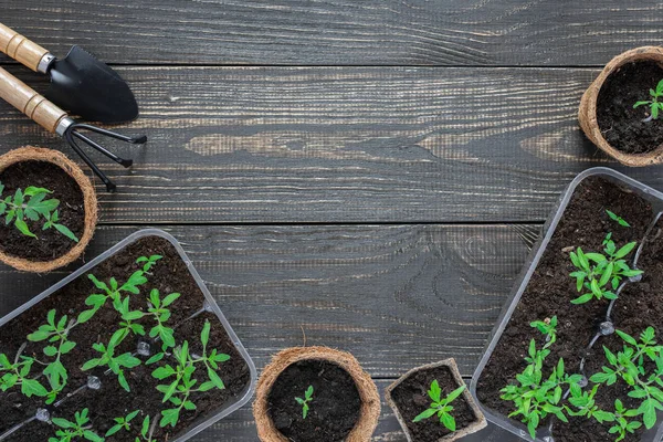 Pots écologiques avec jeunes pousses de tomate — Photo