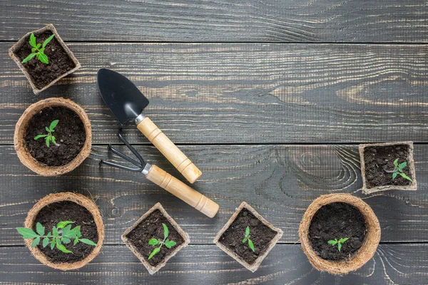 Eco friendly pots with seedlings — Stock Photo, Image