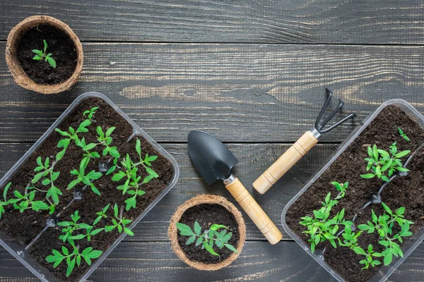 Macetas ecológicas con brotes de tomate jóvenes —  Fotos de Stock