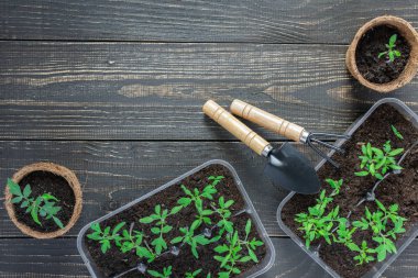 Genç domates filizi ile çevre dostu tencere