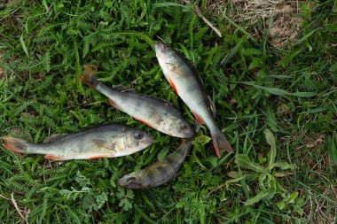 Çimüzerinde birkaç tünek