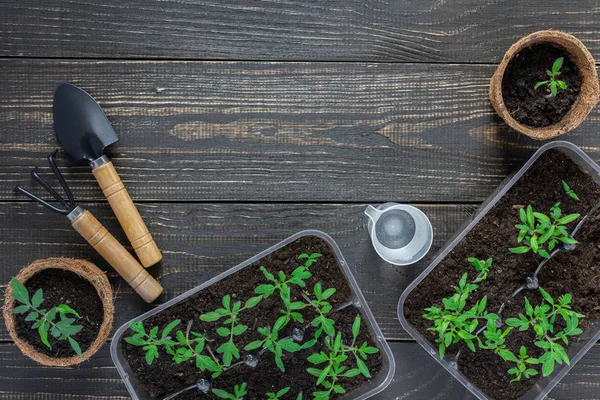 Potes ecológicos com brotos de tomate jovens — Fotografia de Stock