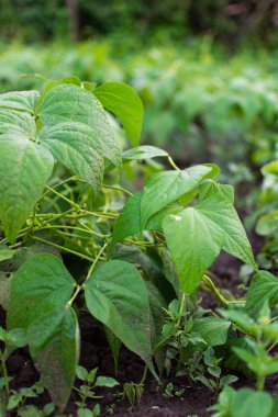 Fasulye bahçe yatakları