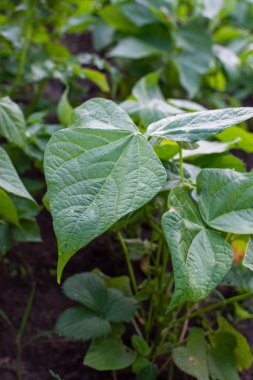 Genç fasulye Bahçe yatakları