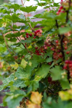 Kırmızı Frenküzümü fidanları