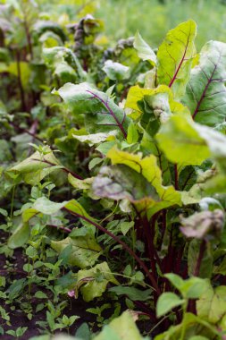 Pancar bahçe yatakları