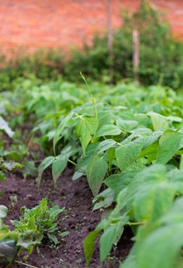 Fasulye bahçe yatakları