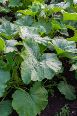 Yeşil kabak yaprakları ile Bahçe yatak