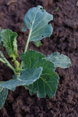 Genç yeşil lahana yaprakları ile Bahçe yatakları