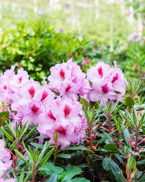 Şehrin güzel parlak renkleri