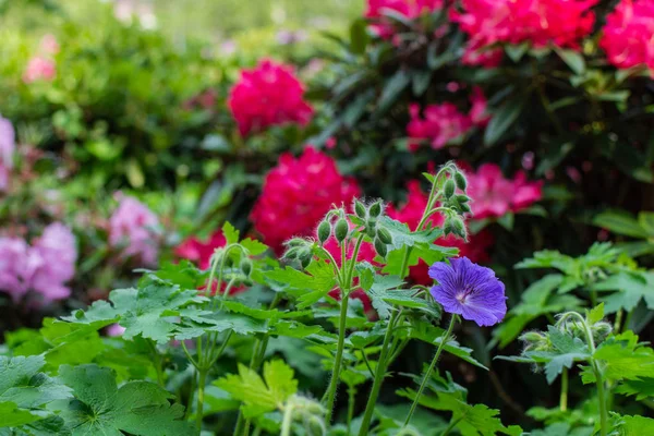 Şehrin güzel parlak renkleri