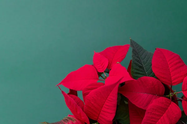 Poinsettia na zielonym tle — Zdjęcie stockowe