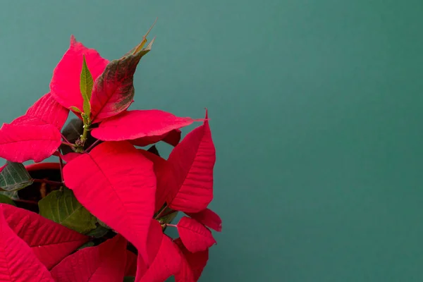 Yeşil arka plan üzerinde poinsettia — Stok fotoğraf