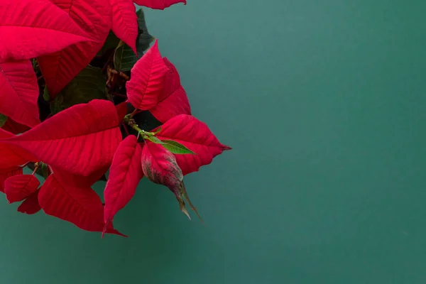 Poinsettia na zielonym tle — Zdjęcie stockowe