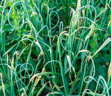 Sarımsak yaprakları yakın