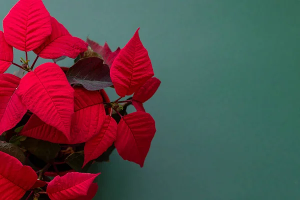 Yeşil arka plan üzerinde poinsettia