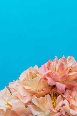 Şakayık buketi üzerinde üst görünüm