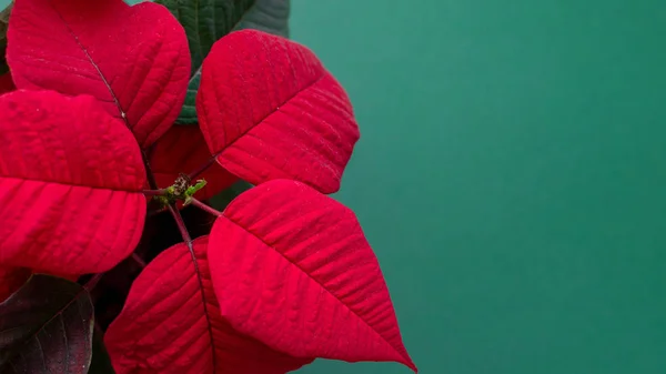 The poinsettia on green background — Stock Photo, Image