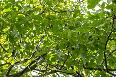 Yeşil olgunlaşmamış fındık ile şube