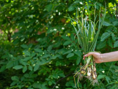 Çiftçi elinde taze soğan tutuyor
