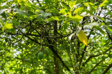 Yeşil olgunlaşmamış erik ile şube