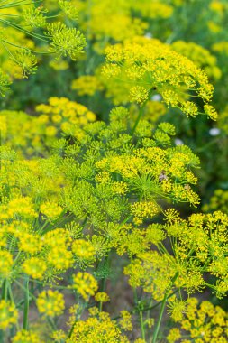 Dereotu, doğal arka plan