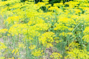 Dereotu, doğal arka plan