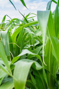Genç Mısır uzun boylu yeşil yaprakları