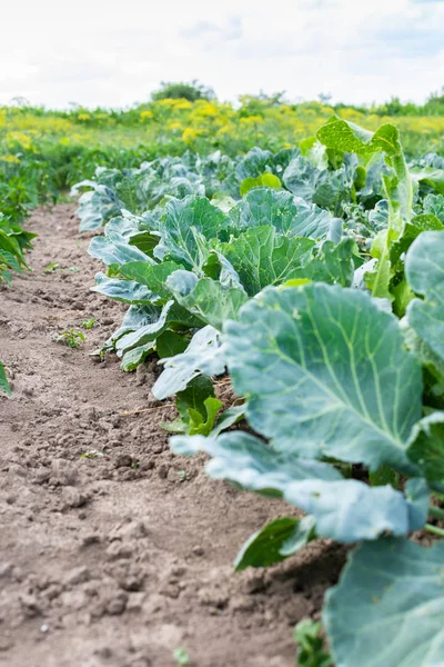 Garden beds with young green cabbage