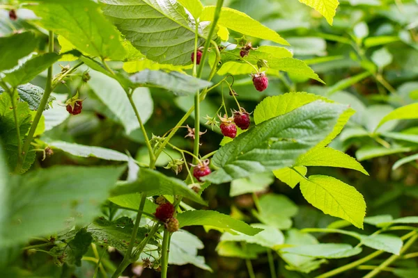 Lampone di bacca dolce estivo — Foto Stock